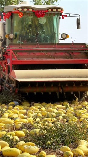 Large-Scale Harvest: Mechanized Squash Gathering and Seed Processing