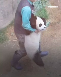 124K views · 900 reactions | This little panda bear didn't tolerate...