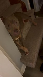 Reese be posing on the low she is really becoming a prissy young lady dog 🐕‍🦺 | Shonda Smith Jackson