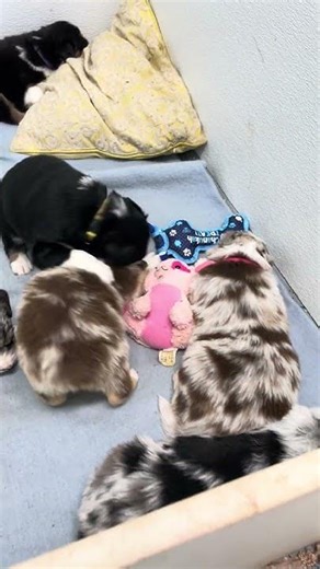 Australian shepherd puppies discovering the world