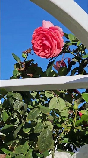 Surprise Rose Explosion In My Garden!