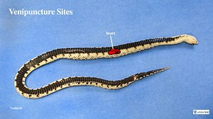 Blood Collection in Snakes