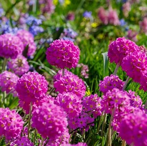 Primula Denticulata 'Rubin' - Sleutelbloem - Wortelgoed - 5 stuks | bol