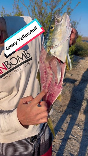 Unique Yellowtail Catch! Scoliosis & Delicious?