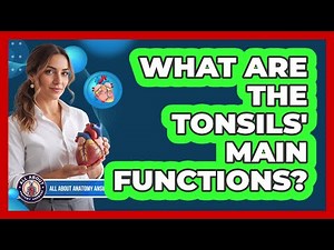 What Are The Tonsils' Main Functions?