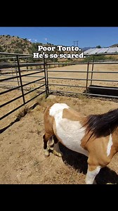 126 reactions · 6 comments | Tonto is one of the ponies we rescued from Texas. The auction video showed him being ridden by a very too large person. No wonder he is so afraid. Also his stifles are weak and pop. Our vet says exercise could help. In the meantime I want to work on his fear issues with a good amount of love. 殺 Wildhorserescue.org | Lifesavers Wild Horse Rescue | Facebook