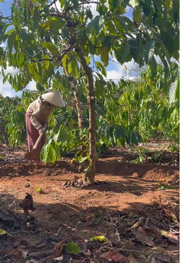 Đào bồn cafe để tưới nước #HàKen #Lamvuon #Caphe