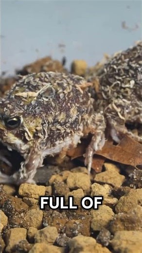 These $650 Frogs Are Basically Angry Potatoes🥔😱