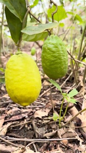 🍋 This Lemon Plant Grows Giant Lemons! 🌿 #shorts