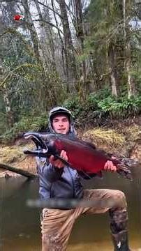 Brown Bear Catching Salmon Fish in Alaska