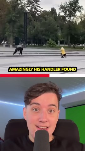 Monkey Escapes From the Zoo in Ukraine