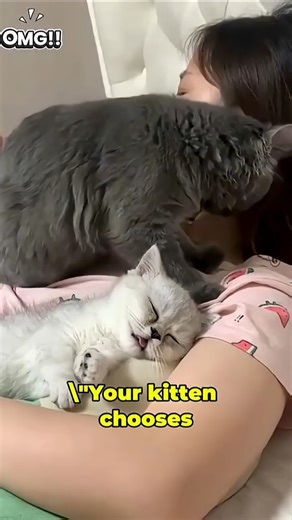 Why Kittens Sleep With You #shots #shorts