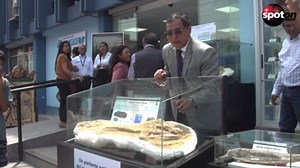 Historical sensation: Nine-million-year-old shark fossil found