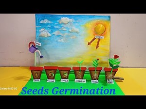 Seed Germination project model | seed germination (plant growth) 3d project | plant life cycle model