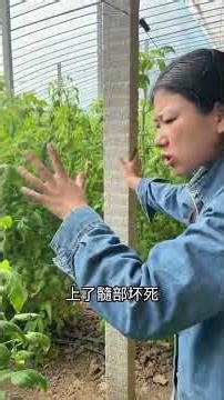 The Secret Behind Wilting & Yellowing Tomato Leaves - Save Your Plants