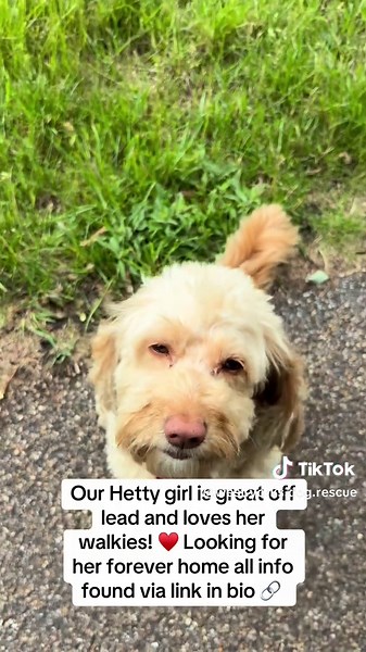 West Yorkshire Dog Rescue on TikTok