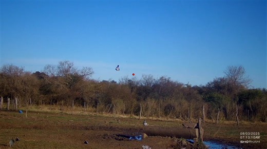 2.5K views · 27 reactions | Shotkam Double on Pigeons in Argentina! Muller Chokes Decoy & Passing 28 Gauge. Mullerchokes.com | Müller Competition Chokes | Facebook