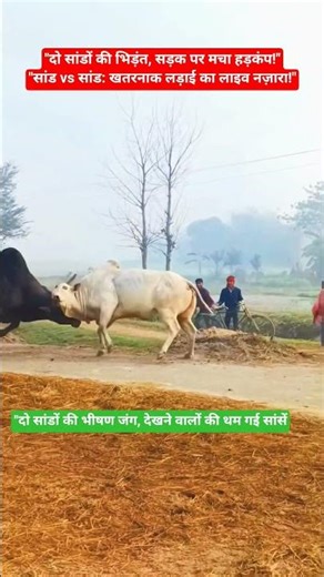 "जब दो सांड टकराए, पूरी सड़क बनी रणभूमि!" #viral #sort #shortvideos