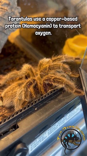 Did you know this fun fact about Tarantulas? #fact #tarantula #spider #didyouknow #arachnid