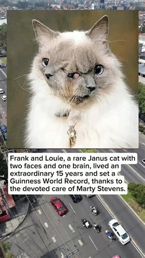 Frank and Louie: The Two-Faced Cat That Broke a World Record