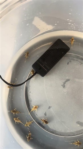 L134 leopard frog fry #plecostomus#fish#aquariumhobbyist