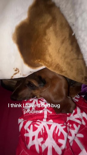 Dealing with Bed Bug Problems: Tips and Solutions