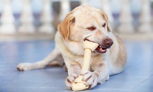 Is Rawhide Bad For Dogs?
