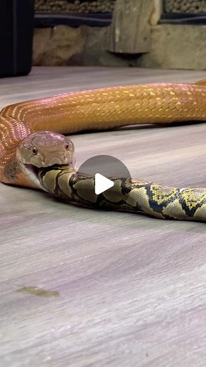 B R I A N B A R C Z Y K on Instagram: "Viewer discretion is advised 🐍 king cobras are literally the king of the snakes, eating any others in site. They would naturally eat small reticulated pythons in their native range all the time, so Taco here should feel right at home #animals #reptile #snake #cobra #kingcobra #python #reels #nature"