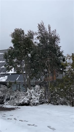 2.8K views · 136 reactions | Winter is back樂 Just putting a pause on Spring while we enjoy a new dump of snow at the resort✨ Come & check it out while it lasts!!! Drive carefully #discoverdindi #lakemountain | Lake Mountain Alpine Resort | Facebook