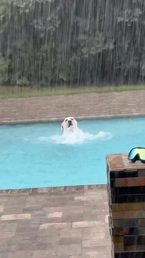This is Buster. He's having the best day ever. Gets to play in the pool AND get rained on at the same time. 13/10 every lab's dream (IG: bustersworld4) | We Rate Dogs