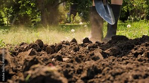 Farmer digging in garden spade soil shovel digging spade grass. Gardener digging soil preparation. Man shoveling dirt shovel in ground. Gardening. Tillage. Farming garden work in rubber boots farm