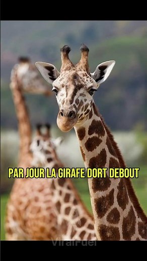 La girafe ne dort que 30 minutes par jour 😴