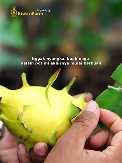 buah naga dalam pot akhirnya mulai berbuah lebat , dengan perawatan yang konsisten. tabulampot buah naga juga bisa berproduksi di usia 10 bulan setelah tanam . buat yang punya masalah lahan terbatas tapi pengen tanam buah naga ? system tabulampot ini jadi solusi dan bisa berbuah lebat . yuk mulai tanam buah naga sekarang ! . #buahnaga #buahnagakuning #tabulampot #tabulampotbuahnaga #kiwarifarm