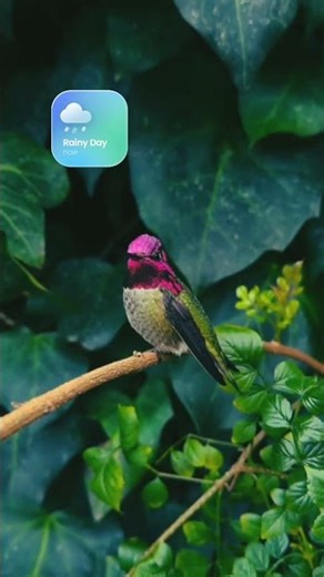 Birds #colors #photography #hummingbird . Color changing birds