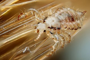Facts of Lice - What you always wanted to know (and more) about HEAD LICE, by a real-life professional lice eradicator (such jobs do exist)!