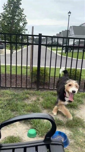 Dog pet loll 😆 #loll #lol #dog #pets #pet #funny #fyp #fun #shorts #tiktok #haha #trending Funniest
