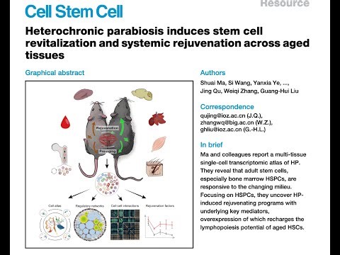 Merely Reversing Epigenetic Clocks is Insufficient for Thymus Regeneration
