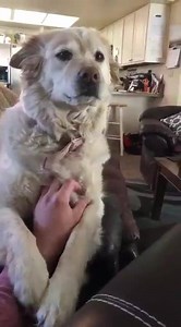 71K views · 2.2K reactions | Boss, I can't come in today. My dog insists that I keep petting him. | Late Night Viral Videos | Facebook