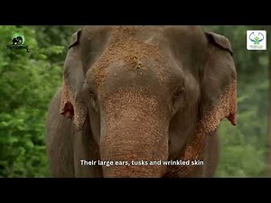 Gentle Giants: A Heartwarming Elephant Documentary 🐘♥️ | Humane Society 2025