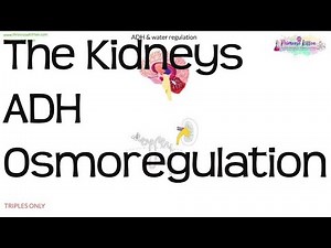 The Kidneys, ADH & Osmoregulation | Biology GCSE and iGCSE
