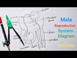 How to Draw Male Reproductive System Diagram Step by Step / Male Reproductive Organ Diagram