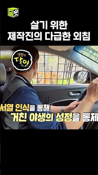 저 호랑이는 진짜 공격한다고요?! #달리 #달리GO #생활의달인 #shorts