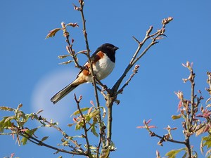 Common Questions About Eastern Towhees Answered