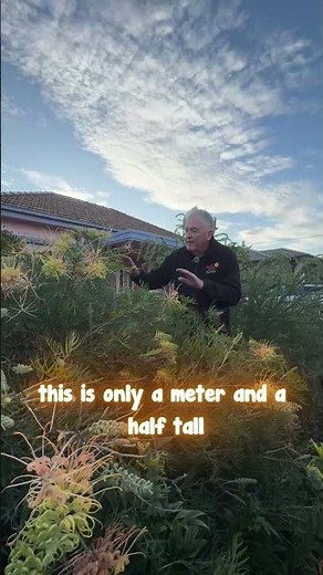 Introducing Loopy Lou Grevillea - a Long Flowering Bird Attracting Shrub.
