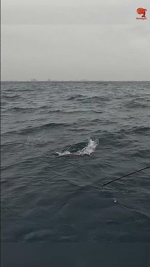 Back to Back Marine Cat Fish Caught in Deep Sea #fishing #fishingvideo #fishingtime