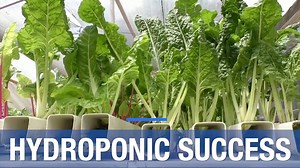 A hydroponic farmer beats the odds amidst drought and economic crisis | China Daily