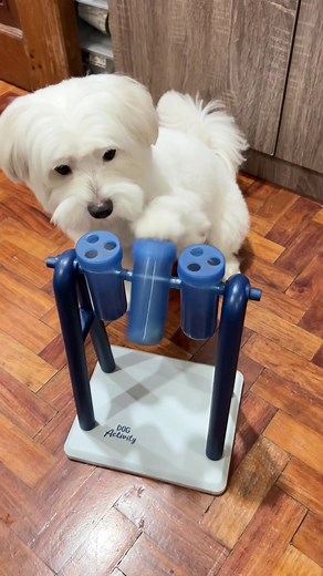 I usually let Winter play this turnaround toy after meal for his “dessert time”. Sometimes soft dog food lang din nilalagay ko para di sya masobrahan sa dog treats 🥰 #maltese #dog #maltesedog #whitedog #turnaround #dogtreats #dogplay #playtime