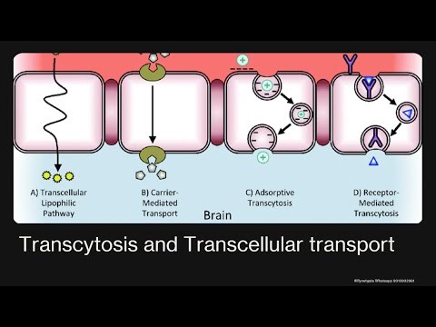 Transcytosis and Transcellular transport