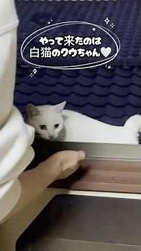 二階の窓で見つけた迷子の子猫ちゃんを親猫の元へ帰してあげました！ #shorts #子ネコ #ねこ #三毛猫家族 #三毛猫 #ネコ #白猫 #保護猫 #cat #猫のいる暮らし