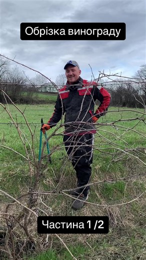 Обрізка винограду #черкаси #садівництво #обрізкасаду #сад #виноград #весна2024